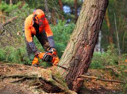 Best Seasonal Cleanup (Spring/Fall)  in Gastonia, NC